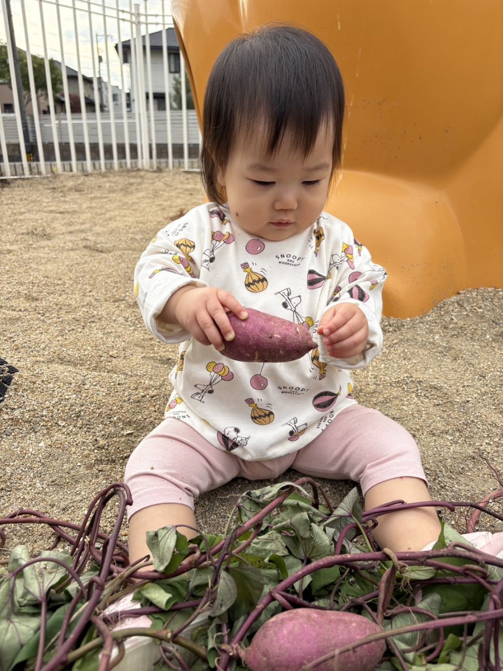 
さつまいもの根っこが気になって、
一生懸命抜こうとしていたNちゃん♡