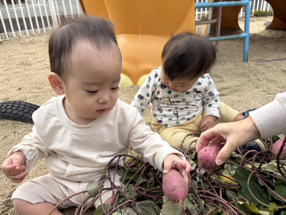 Iくんは先生と一緒に大きなさつまいもを見つけていました😊