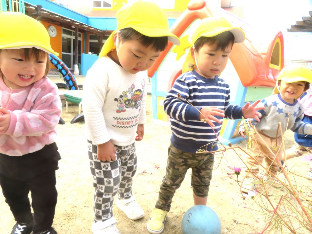 園庭で大きなカマキリに出会いました♪


いつものように虫探しをしていると
コスモスの枝に大きなカマキリが捕まっていました
｢バッタ！｣
｢コオロギ！｣
知っている虫の名前が飛び交います
目の前にいるカマキリに興味津々…

でもカマキリが動く度に一歩下がるヒヨコ組さん

