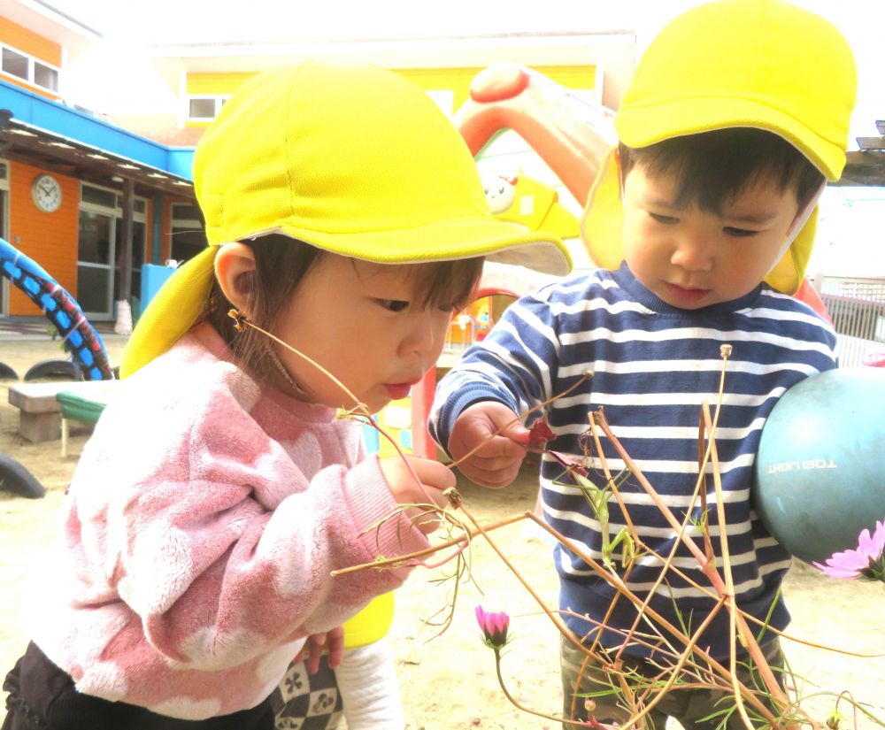 どうしても触ってみたいYちゃんは
近くに落ちていた枝を拾ってそーっとツン！
カマキリが動くと「キャー」と声を上げて逃げ回っていましたが
その距離はどんどん近くなり目の前まで来ても平気そう
動きをじっくり観察していました

