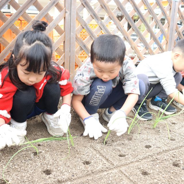 ＊　4歳児　たまねぎの苗植え　＊