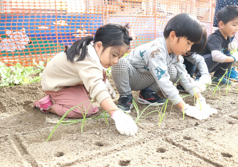 　「ほんとに玉ねぎできるんかね～」
　「楽しみ～！！」
細長い苗から本当に玉ねぎができるのか…
不思議に思いながら生長を楽しみにする姿も♡
玉ねぎの生長をみんなで
見守っていこうと思います！