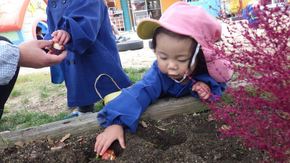 チューリップの球根を選んだYちゃん穴の中に球根を入れていきます