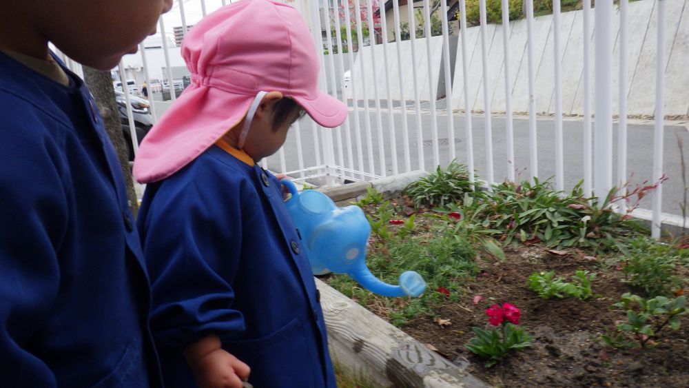 植えたあとは水やり！
張り切ってぞうさんじょうろをもってきたFくん、ひとつひとつ丁寧に水をあげていました。

きれいなお花が咲くのが楽しみです！