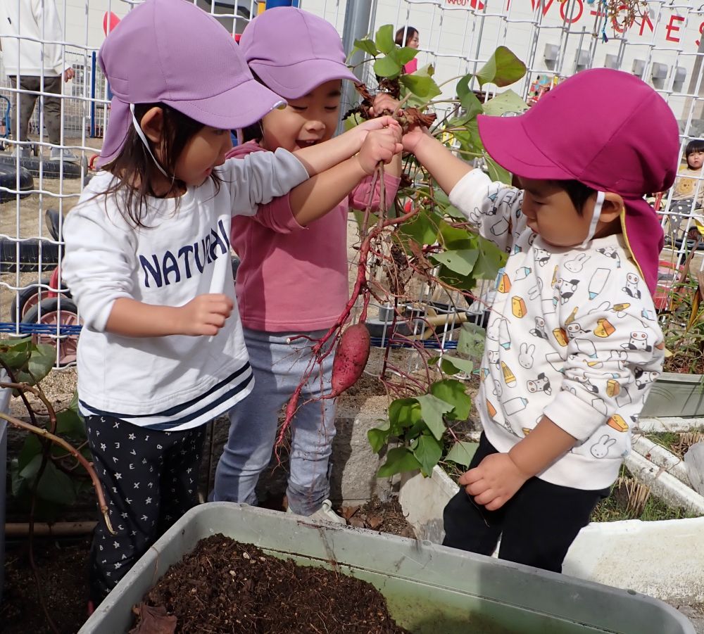 保育園で育てたサツマイモ

♪うんとこしょ～
　　どっこいしょ～♪