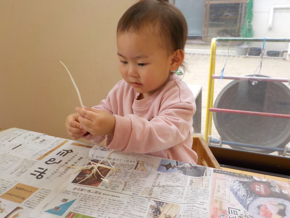 いつも給食で食べているえのきも本物を触ることははじめて♡
始めての感触を楽しみます♪