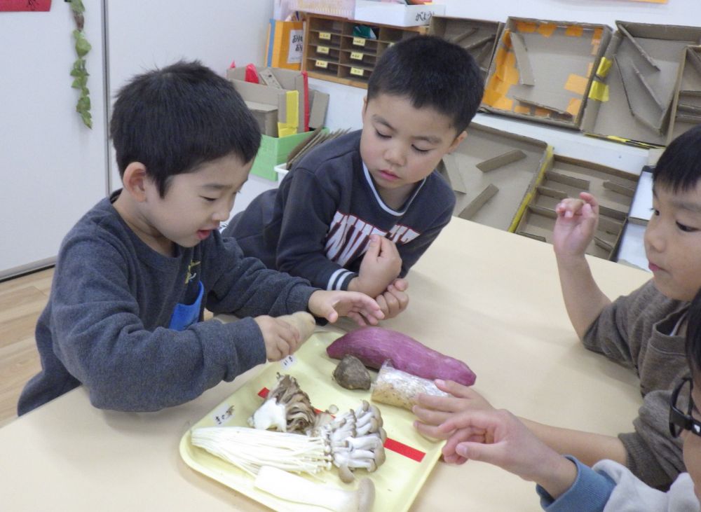 １９日は食育の日。『旬の食べ物を知ろう』をテーマに活動しました。おいしいものがたくさん実る秋。その中でも旬の食材“きのこ”と“いも”に焦点を当て、たくさんの種類があることを知りました♪

ゾウ組さんは８種類のきのこといもをもらい、お盆の中で仲間分け。
「これはじゃがいもよね。名前に“いも”がついてるから絶対いもの仲間！」
「このもじゃもじゃの毛がついてるのは・・なんじゃろ・・。」
と、観察しながら友達と意見を出し合います♡

最後に答え合わせをして、名前もしっかり覚えてくれました。
この日の給食にはしめじとえのきが登場！
名前を言いながら探し、見つけると「あった！」と嬉しそうに教えてくれました♡
