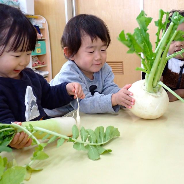 🐤🐰食育の日　～カブ・大根～