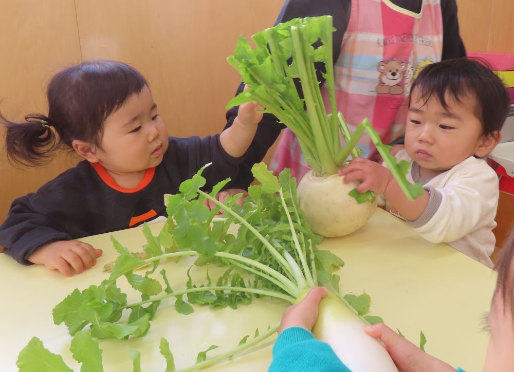 初めてさわった”カブ”　わたしにも、さわらせて💕