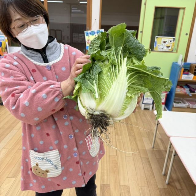 ＊　5歳児　白菜の漬物　＊