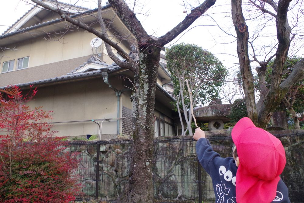 Aくん「あんなところにも、穴あるよ！」

高い木を見上げて見つけたAくん。
ながーい枝を拾ってきたけど、届かなかったね～・・・でも、

Aくん「あんなに高かったら、きっと蜂がおるかも・・・つんつんやめよ！」

いろんなイメージを膨らませて考えたAくんでした。
もしかしたら、そうかもしれないね(^^♪

答えがわかるのはもう少しあったかくなってからかな？
また楽しみが１つ増えたリス組さんのお散歩でした～♪