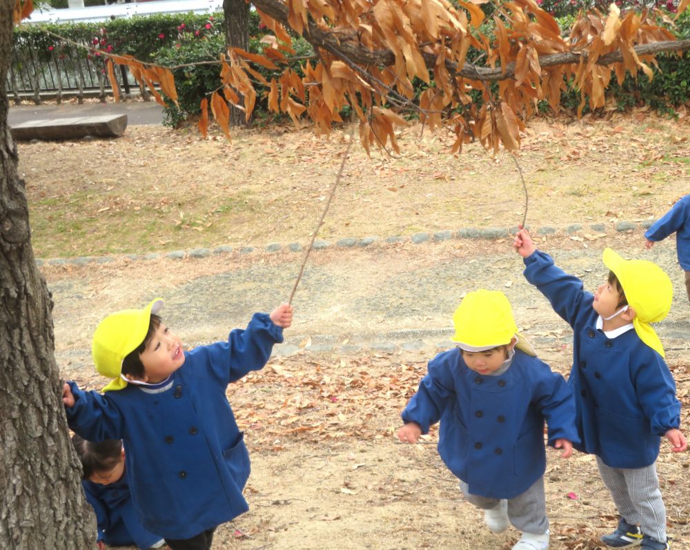 どっちの枝が長いかな？
背伸びをしながら比べっこを始めたS君とN君
枝が葉っぱに触れると顔を見合わせ嬉しそうに笑いあいます