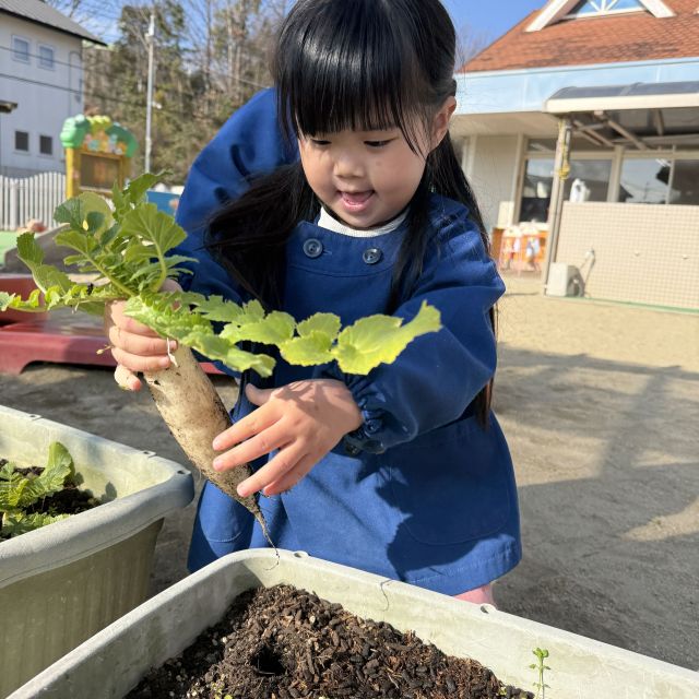 大根収穫！！ 　～2歳児　 クマ組～