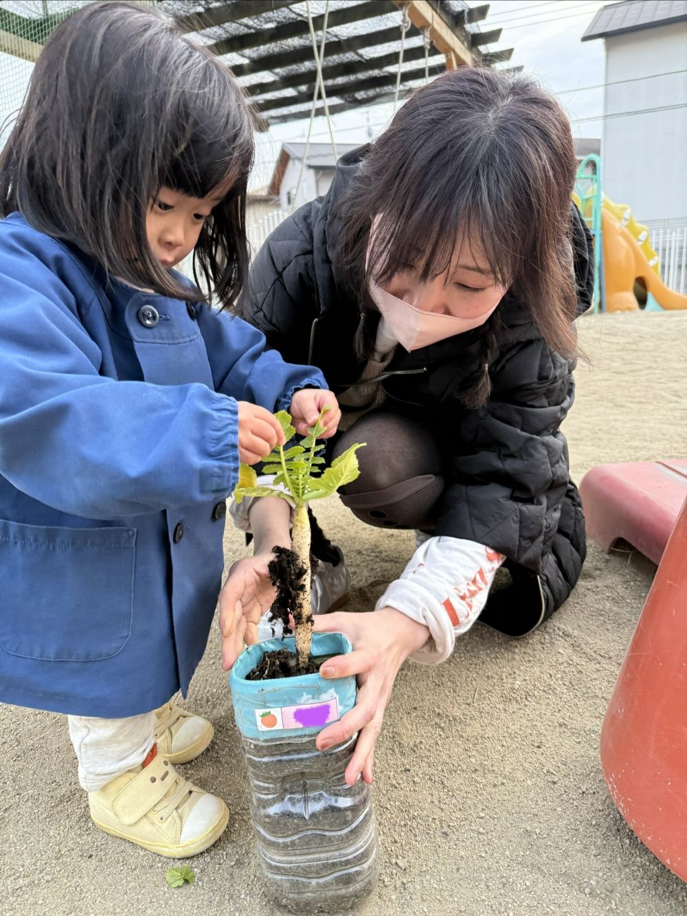 ペットボトルで育てたMy大根は、
お家の人と一緒に収穫しました🎶

保育園のプランターの大根ほどは、
大きくならなかったけど、

小さな可愛い大根が出来てました✌️
大成功✨️

スープに入れました！
お味噌汁に入れました！
味噌をつけて食べました！

様々な感想も聞けて良かったです❤️