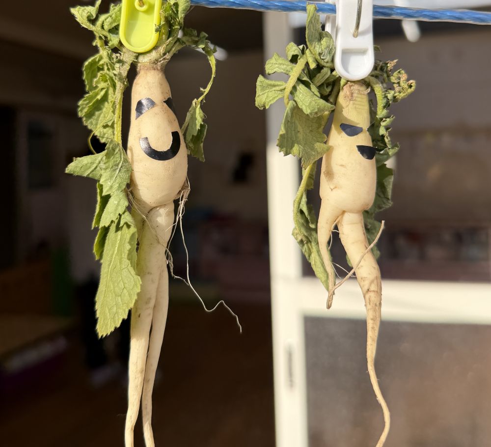 実は…

こんなおもしろ大根も収穫しました😏
もちろん顔は収穫した時はありません。笑

顔をつけてあげると、
愛着が湧くもんで、
しばらくクマ組さんのお部屋で、
一緒に過ごしました♪
