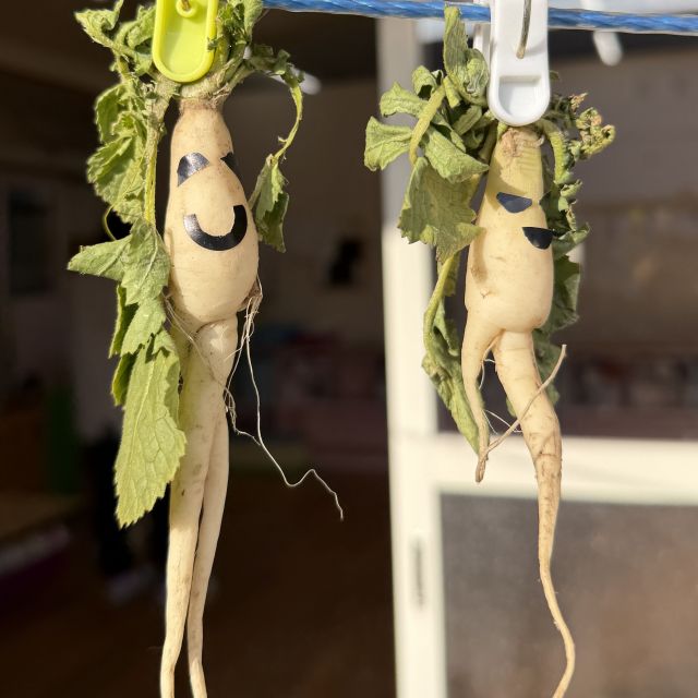 大根収穫②　 ～2歳児　 クマ組～