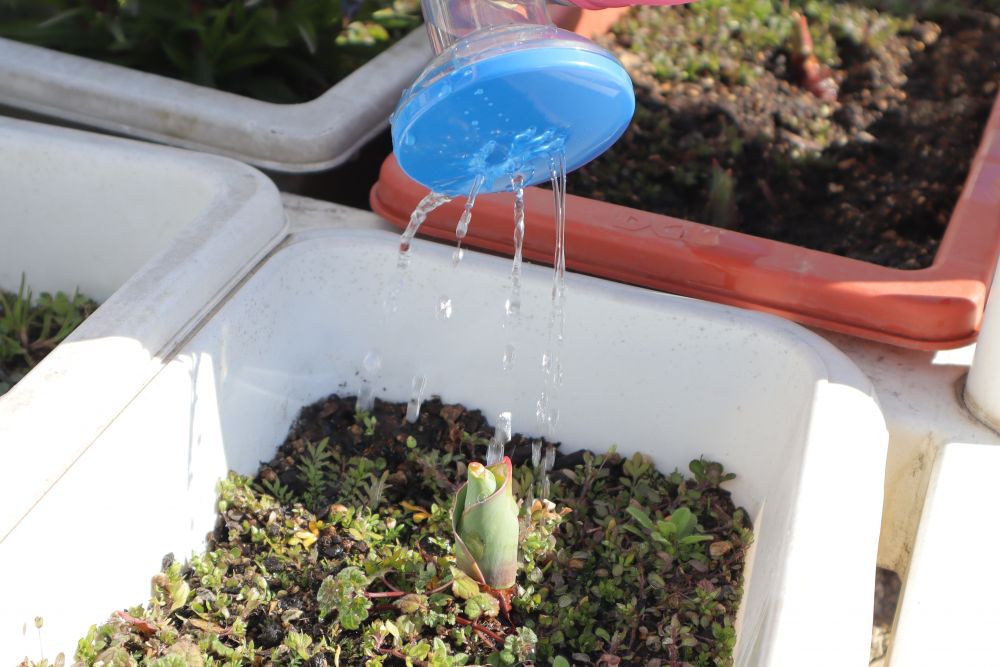 「これ何が咲くんかね？」
「豆の赤ちゃんができとる！」
チューリップのつぼみやエンドウ豆の小さな実・・・
園庭の花壇に春の訪れを感じます♡



毎日の日課になっているチューリップやエンドウ豆の観察
今日は水やりをしました