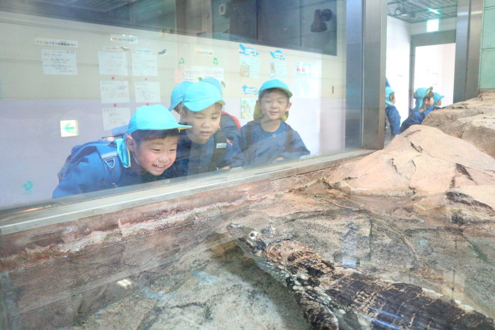 「次、ワニがおるんだって！」
「外の看板にかいてあったやつだ！」
「Kたちの方を見てる♡気になるみたい」

「目が黒いね」
「あっちのは、目が赤かったよ」
「なんか模様が面白い！」

動物園に掲示してあるものや看板などを見ながら
実際に動物を見て気付いた事を友達と共有♡