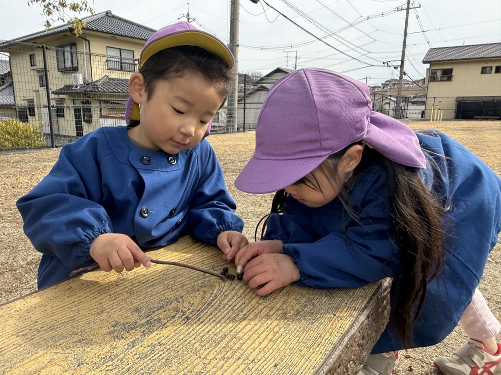 紫色の木の実が落ちてたよ！

Sくんと、Tちゃん、
一緒に集めて数を数えたり、
枝を使ってお料理したり…
遊び方は無限大♾