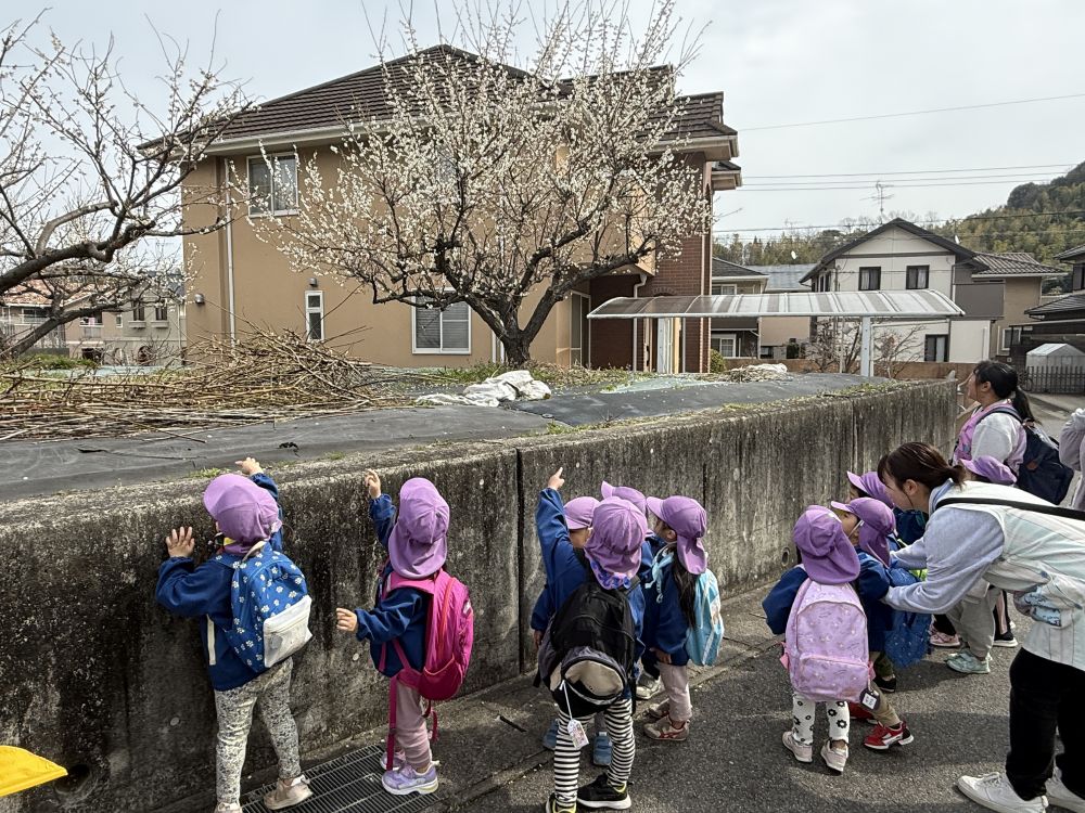 帰り道、春を見つけたよ🌸

梅の花

風が吹いて、ちょっと寒かったけど、
梅の花を見ながら、
｢春だね～♡｣と、お話しながら保育園に帰りました♪