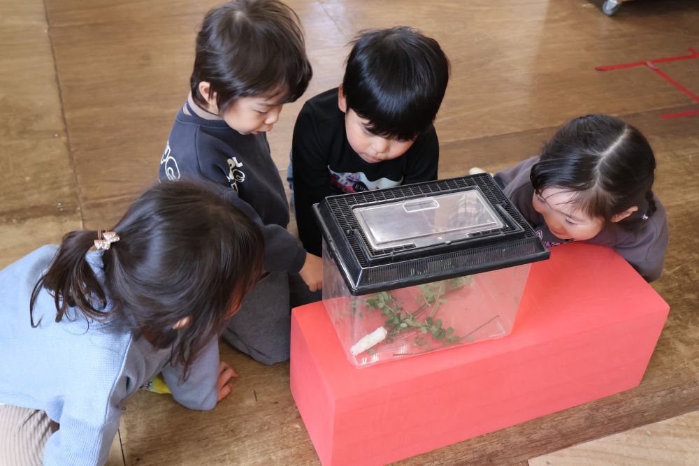 戻ってきてからも、観察👀✨

「ご飯の虫たべてるね！」
「葉っぱにものぼってるー！」

覚えたてのてんとう虫の歌を口ずさみながら楽しそうなリス組さんでした♡
今度のお散歩ではどんな春が見つけられるかな？楽しみだね～🌸