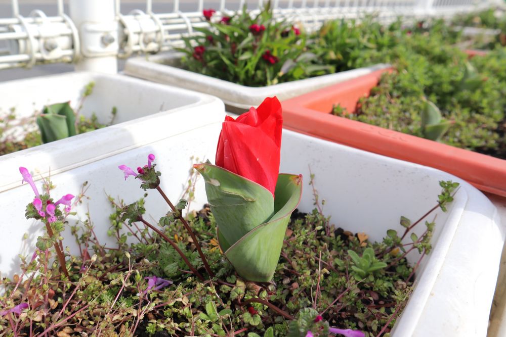 「先生！こっち来て！」
子どもたちに手を引かれて行った先には・・・
赤いチューリップ♡


2週間前にアップした写真のつぼみが開きました
毎日の観察はまだ続いています
「咲いたよ！」
「かわいいね♡」