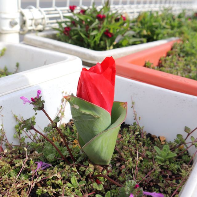 ＊　２歳児　春の訪れ　＊