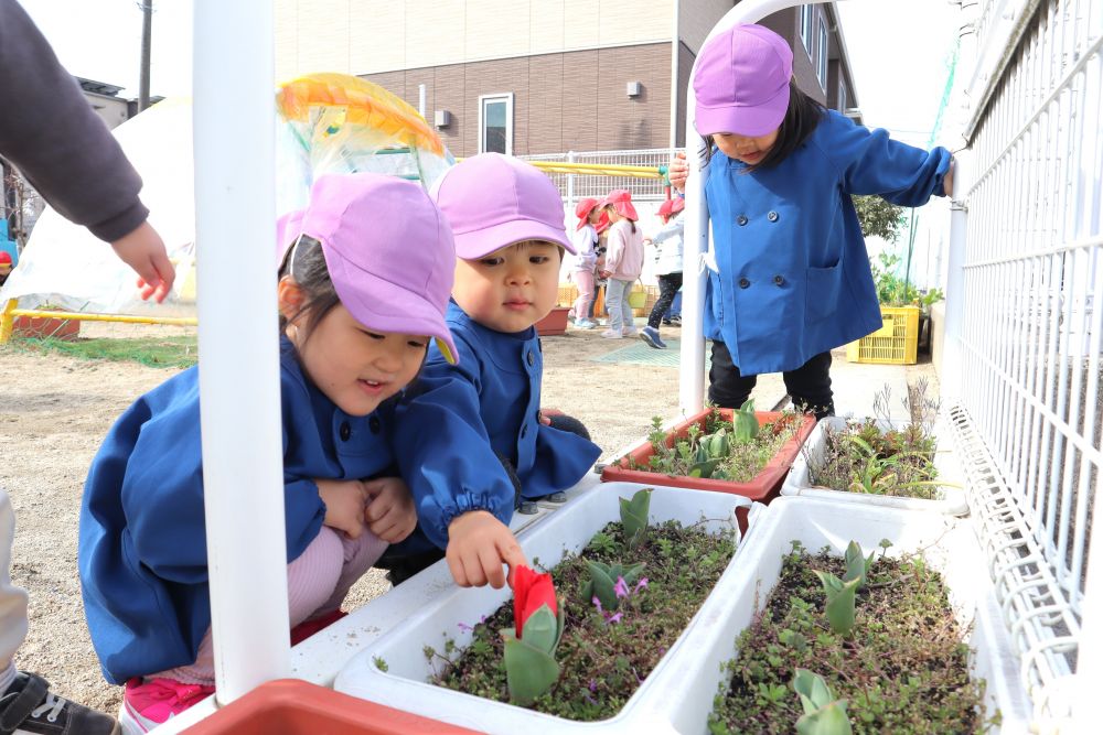 ”さいた～さいた～
チューリップのはなが～♪”

チューリップの歌を口ずさみながら、咲きたてのチューリップを見つめます
楽しみに待っていた小さな春
何だかあったかい気持ちになるね

次は何色のチューリップが咲くかな？