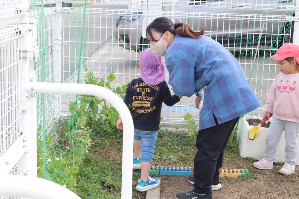 「うし先生もこっち来てみ！！」
嬉しいことはみんなに教えてあげたい♡

えんどう豆の生長を毎日気に掛けてくれているRくん
だんだん大きくなってきた実を優しく触って
「もうちょっとで食べれるかな・・・」
春が待ち遠しいです！
