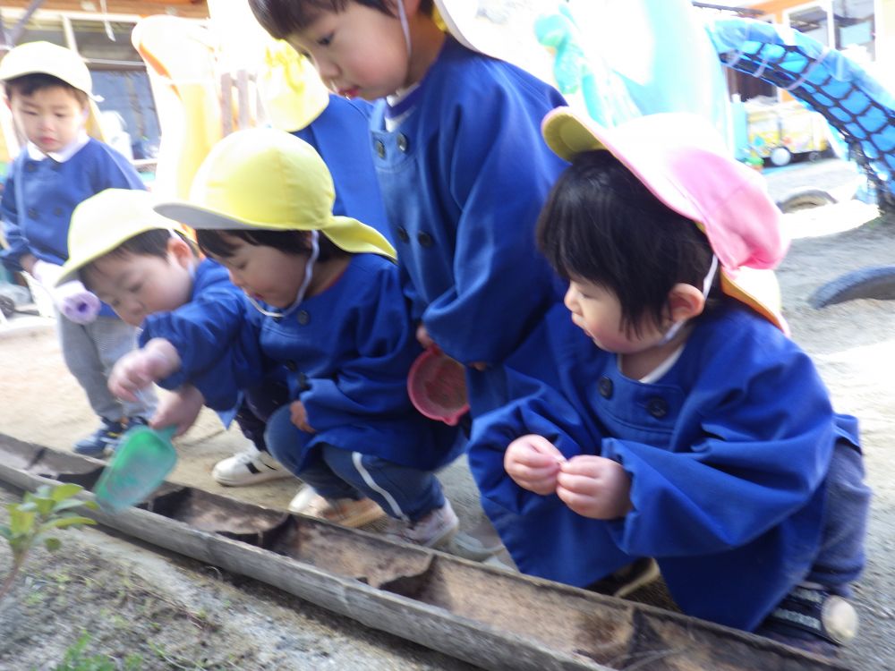 「虫探ししよ！」
友達と先生をさそったSくんさっそく園庭の虫スポットへ
「ナメクジ！」
「どこ？？」
「ほらここ！」
みんなに教えてあげて、みんなで観察しました

ゆったりと、そしてのびのびと、春を感じて遊びをみつけるヒヨコ組とウサギ組です