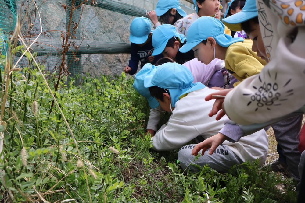 先日の散歩で見つけたテントウムシ🐞
毎日子ども園で観察を
楽しんでいる様子が見られます♪

今日はテントウムシのご飯である
アブラムシを捕りに行きました✨✨
よく見るとテントウムシも👀♡
みんな夢中！がむしゃらに草の中に！
