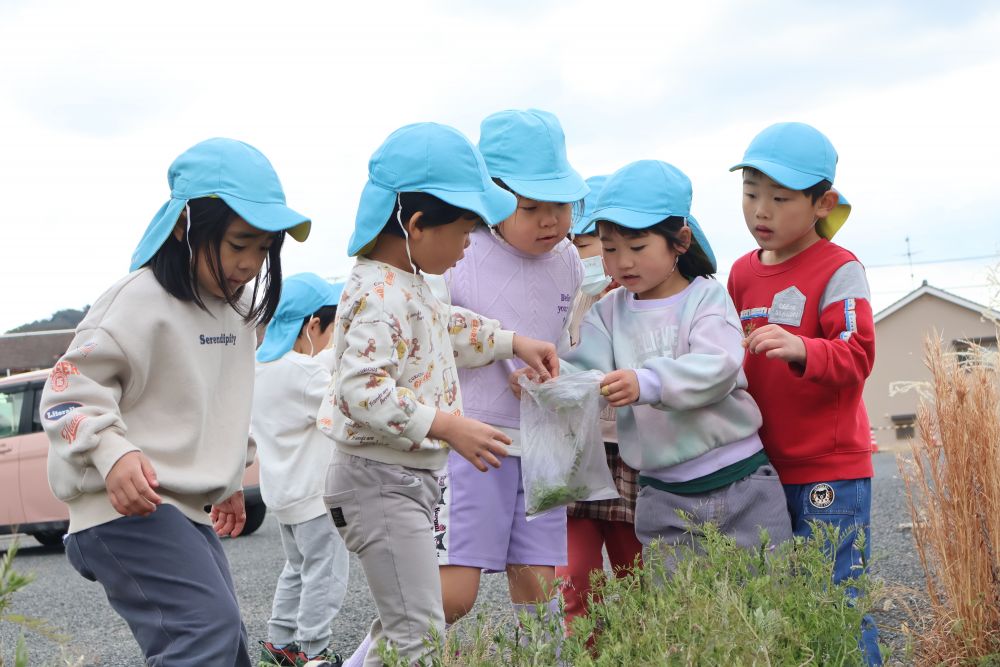 「はい！この中に入れて！」
袋を持って張りきるＦちゃん✨

最初はアブラムシが分からなかった子も
自分で観察したり、友達に教えてもらったりして
続々と捕まえられるように👍🏼☘️
