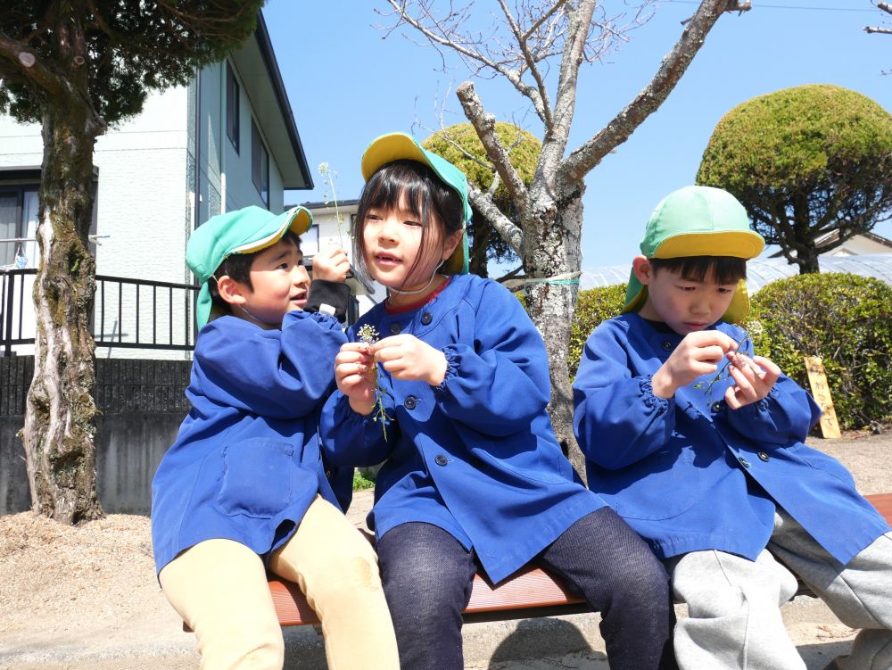 そしてぺんぺん草も見つけて
ちぎれないように、少しずつ実をずらして
耳の横で音を聞いてみる♪
「わー鳴った♪」
「カスタネットみたいな音」
「何個もまとめたら大きな音になるよ」

その後もぺんぺん草に夢中…
春の訪れを感じました🍀