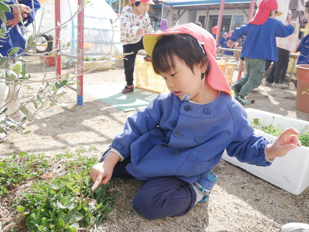 『これは何が咲くのかな？』
『たんぽぽみたいないい匂いがするんだよね♡』
園庭のあらゆる場所に　“春”　を感じます