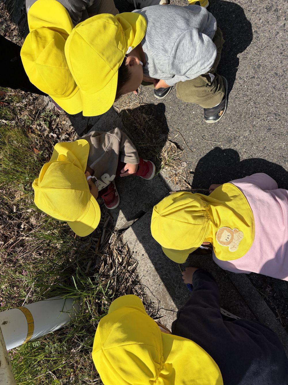 「あ！！あり」の一声にみんなが集まり
じーっと見つめる姿・・・
とてもかわいかったです♡