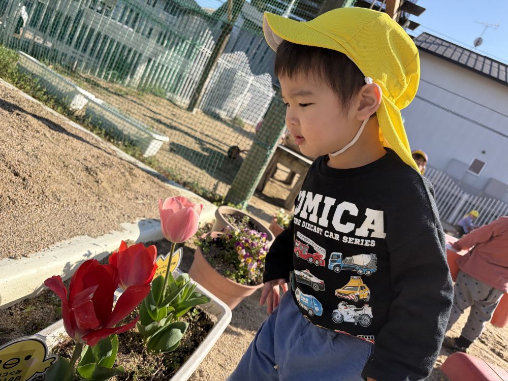 ヒヨコ組が植えたチューリップが咲いてきたよ🌷

不思議そうに
咲いたチューリップをのぞき込むKくん。

