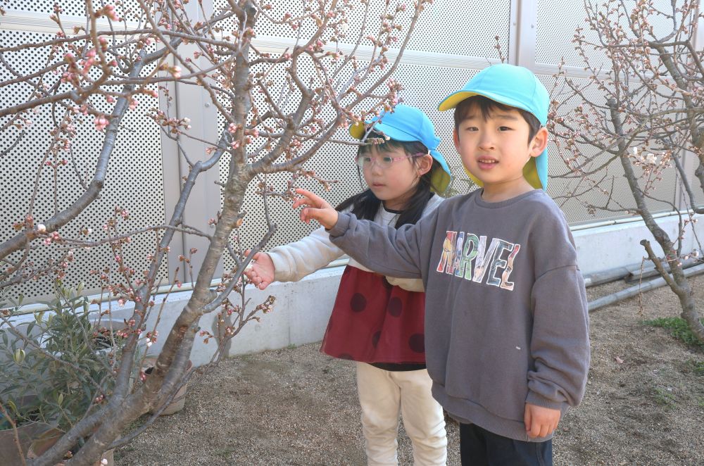 日差しの温もりや自然物の変化から
春の訪れを感じる♡



　「白い花が咲いてる～！！」
　「ここもぷくってなっとるよ」
園庭のサクランボの花が咲き始めたことを発見！
友達と観察しながら気付きを伝え合う♡