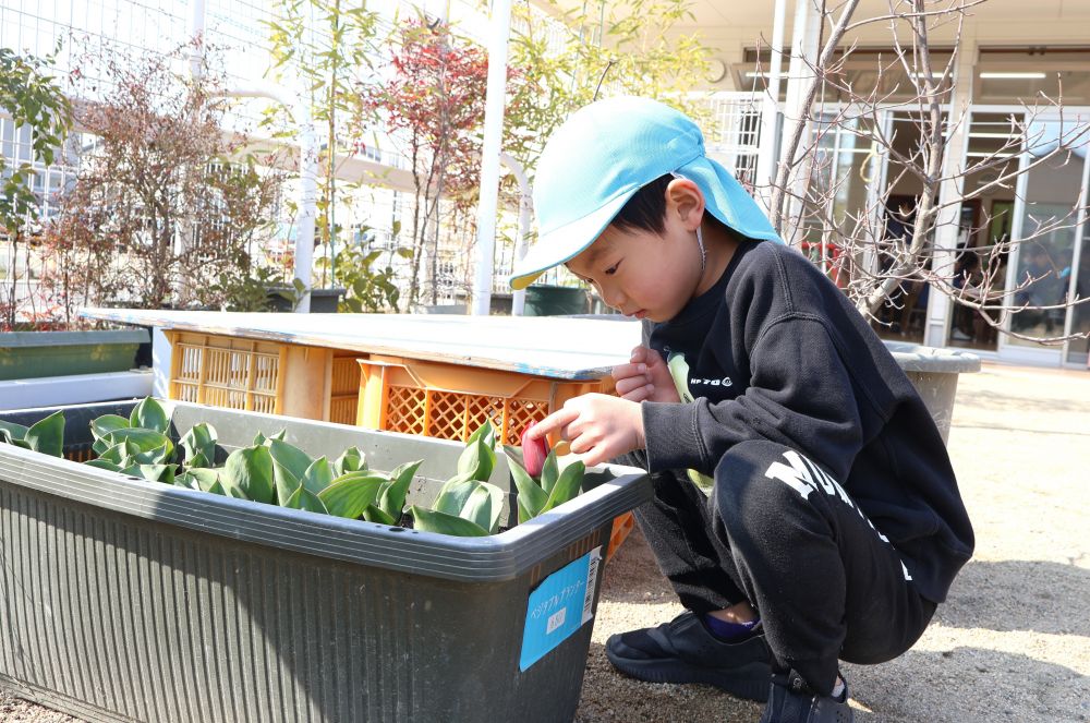 　「チューリップ出てきょーる！」
　「ちょっと触ってみよっかな…」
優しく指先で触れてみるYくん
蕾が膨らんで花が咲く喜びを感じる♡