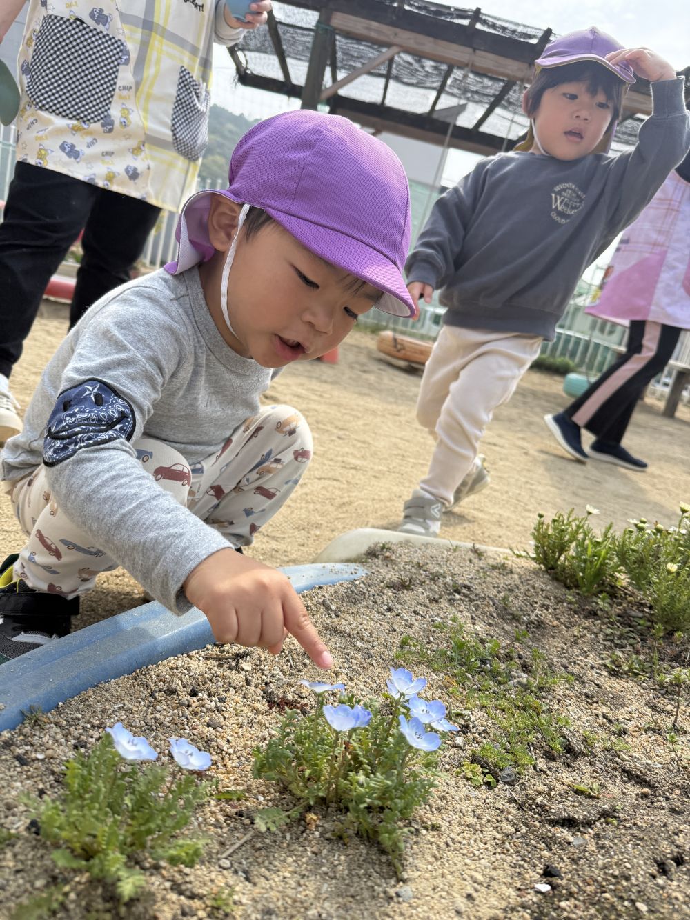 植えていたネモフィラが、
たくさん咲いたよ❁⃘*.ﾟ
