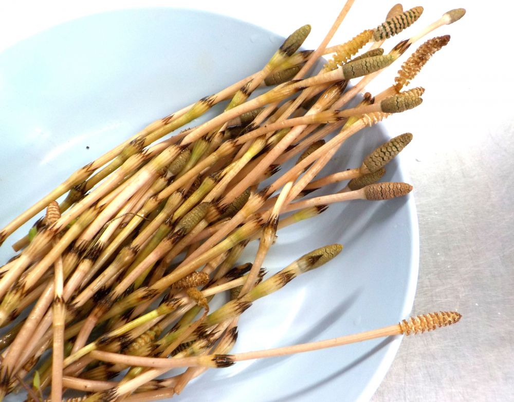 4月に入り新年度がスタートしました！
お散歩に行き、春のお花を探したり、虫探しをしたりと子どもたちの楽しい声が聞こえてきます♡

今日はキリン組さんがお散歩に行って【つくし】をたくさん採って帰りました
つくしは河原や土手、空き地などでみられる代表的な春の山菜です

「つくし採って帰ったよ～」
「食べた～い！」

