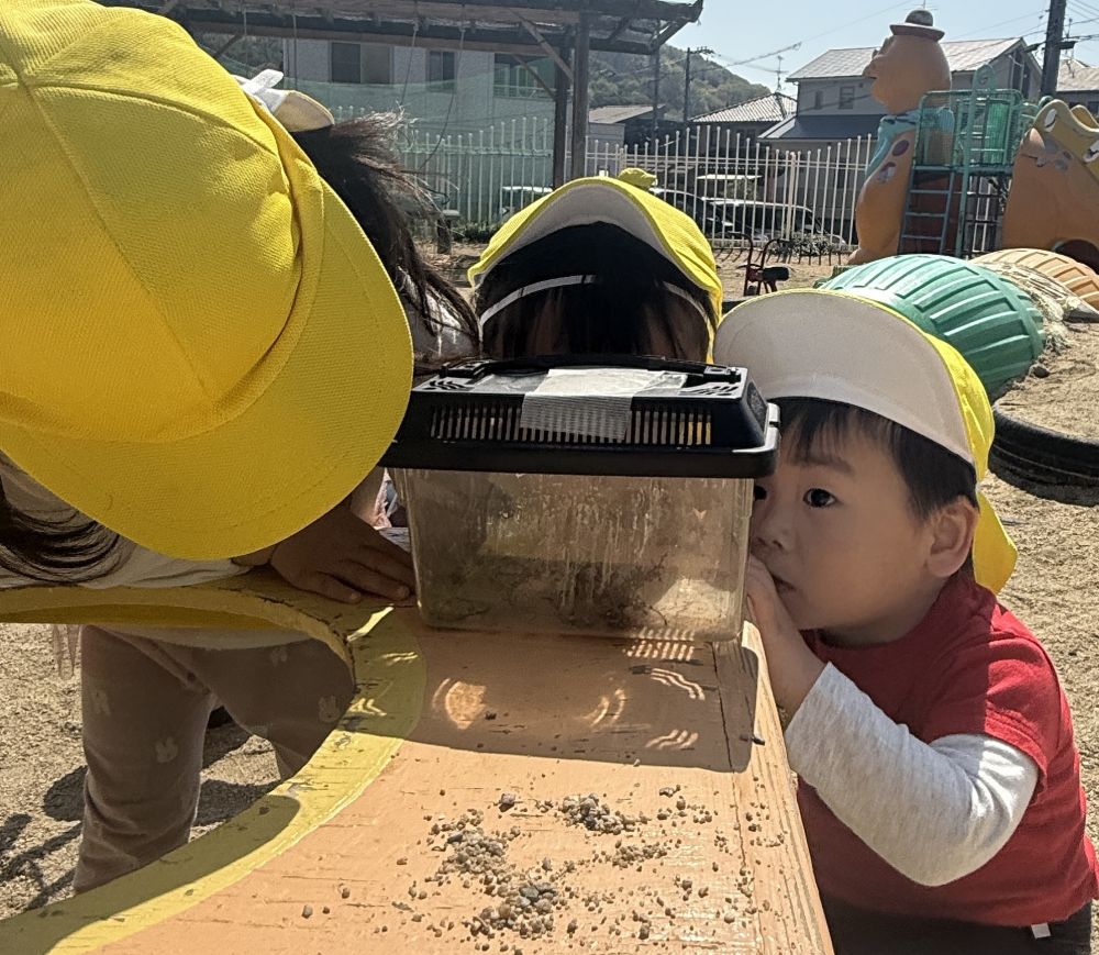 虫かごを真剣にのぞくRくん…

中には、園庭で見つけた、
てんとうむしと小さいバッタさん♪

捕まえた虫をじっくり観察中👀