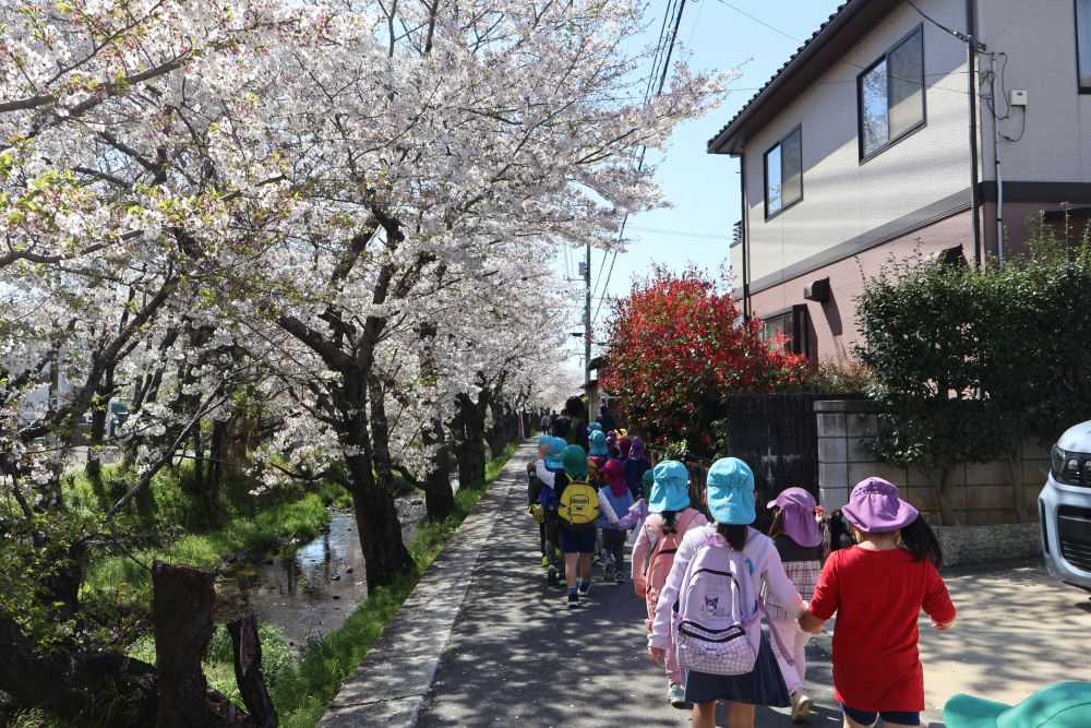 リス組さんになって初めての散歩・・・
今日は、キリン組さんと手を繋いで桜土手に
行きました✨

緊張気味のリス組さん・・・かと思いきや！
手を繋いでわくわくいっぱいの表情！😌🎶
足取りも軽やかです！