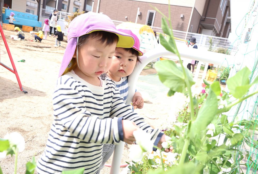 草花や虫を見たり触れたりしながら
春の自然を身近に感じているリス組さん



　「みて！！豆できとる！」
　「大きくなっとるじゃん！」
園庭で育てているさやえんどうを観察しながら
気付いたことを伝える♡