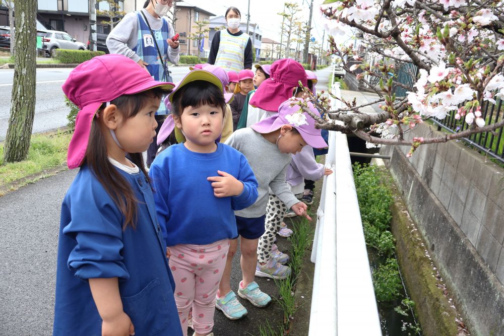 　「かわいい～」
　「いっぱい咲いとるね～」
花びらをじーっと見つめたり
匂ってみたり…

これからも春の自然を感じながら
楽しんでいきたいです♪