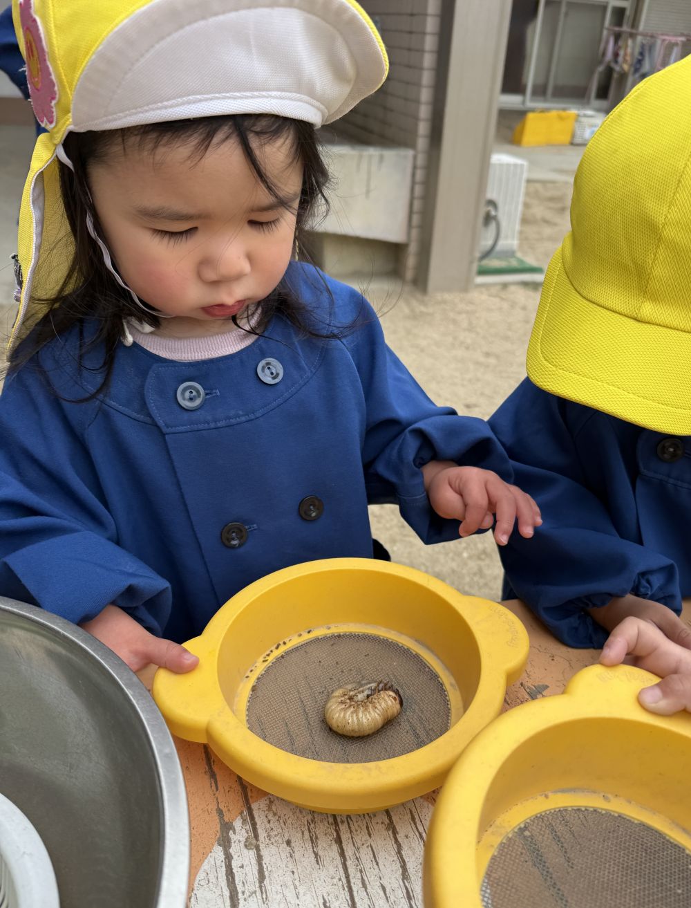 冬の間しばらく土の中で、
眠っていた幼虫…
そろそろ土変えの時期になってきたので、
最近、生き物に興味津々のクマ組さん達と一緒に、
観察しました🔎


大きくなっている幼虫を見て、
な、なんだこれ…？！な、表情のRちゃん。笑