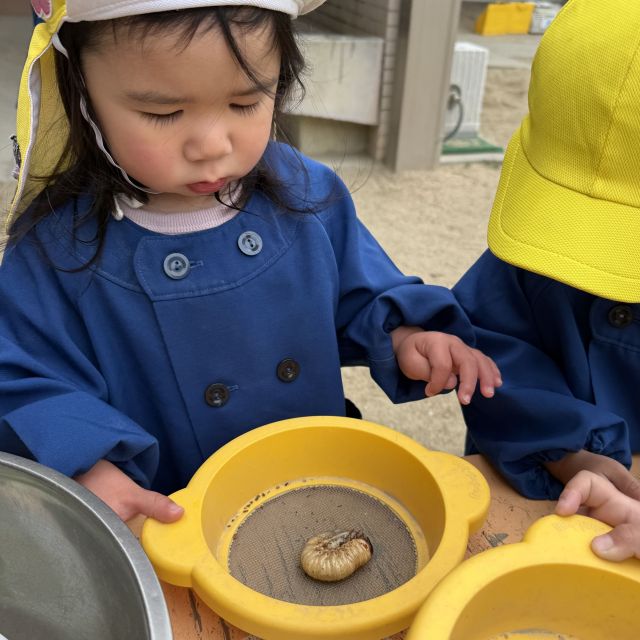 かぶとむしの幼虫 　～2歳児　 クマ組～