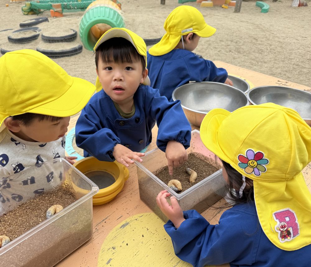 ｢せんせー！みて！｣と、
幼虫が土の中に
もぐっていく様子を教えてくれたAくん！！

久しぶりに出てきた幼虫を見て、
みんな興味津々でした👀
これから、無事にかぶとむしになることを願って🙏💫