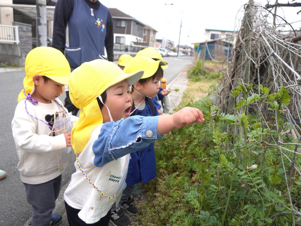 「あったーーー！」
草の所に何かがいるのを見つけたJくん♡
大量のアブラムシが茎にひっついてた！！