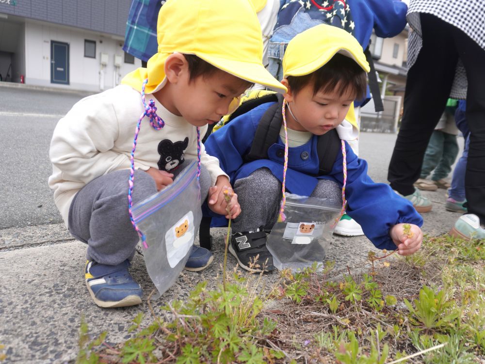道中の草花に興味をもち
名前を知ったり　遊び方を知ってやってみたり
春の自然物に触れることを楽しむ♡



「お花が咲いてる～」
「ピンクだ！」
「葉っぱもあった～」
拾ってマイバックに入れて持って帰る♡
