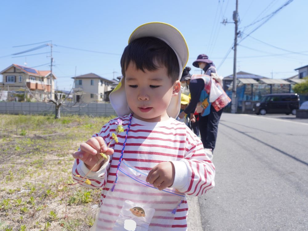 ホトケノザの蜜を吸うと甘いという伝説を伝えてみると・・・
「これ甘いの？」
「甘いお花？」
先生の真似をして疑いながら吸ってみて・・・
「おいしい♡」
これから自然物でたくさん遊ぼうね♡
